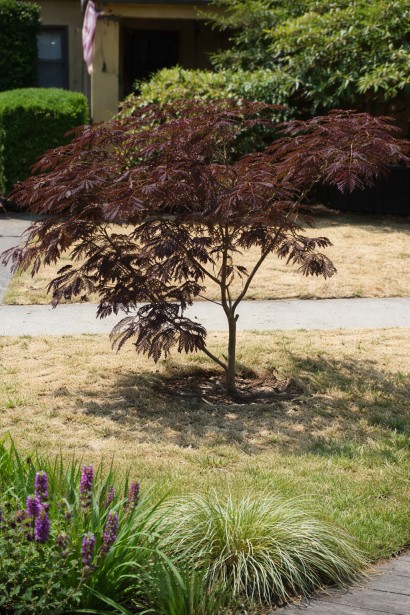 Albizia Summer Chocolate 